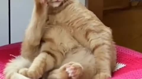 A cat who doesn't love home will always decide to leave in the end