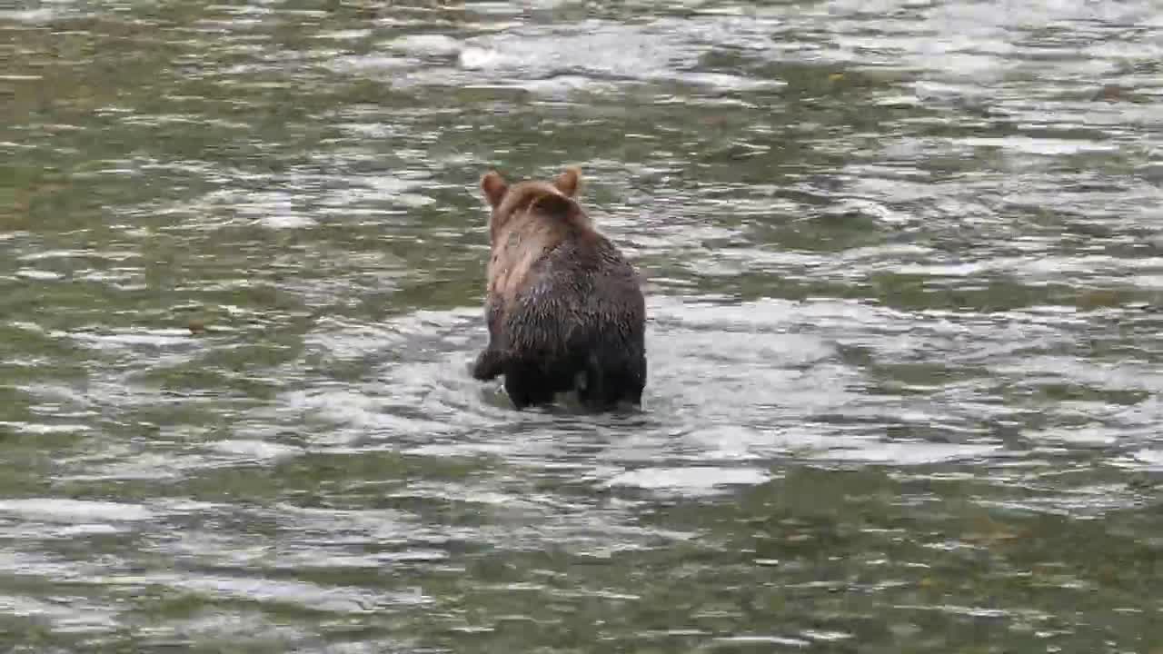 Grizzly Bear Hunting for Salmon in a River.
