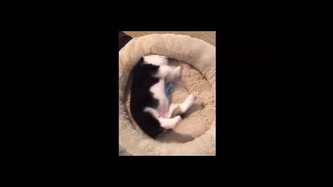 Cute Corgi Puppy Daily Moment 1