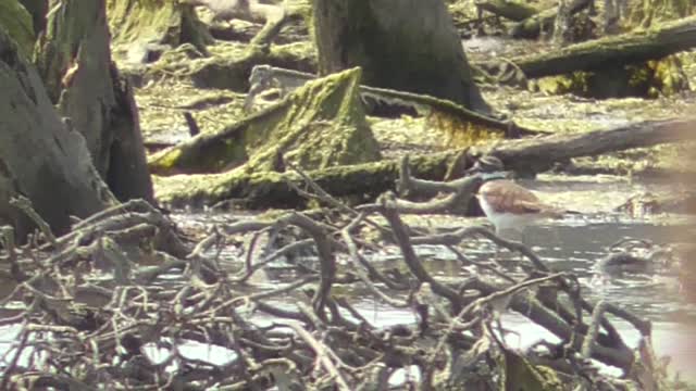 360 Toussaint Wildlife - Oak Harbor Ohio - Killdeer And Sandpipers Together