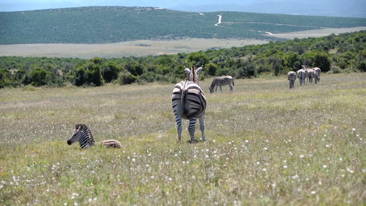 Zebras in Addo Elephant National Park South Africa