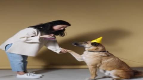 Dog control