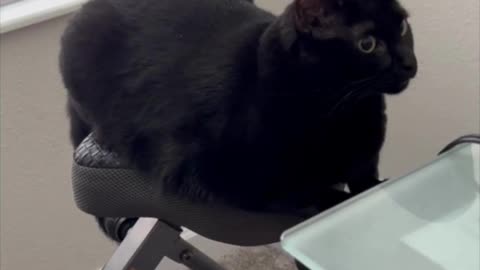 Adopting a Cat from a Shelter Vlog - Cute Precious Piper Takes Her Turn on Exercise Bike #shorts