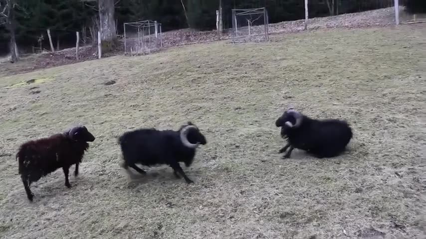 Rams Fighting