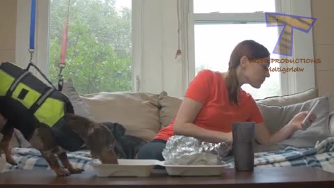 Dogs make funny