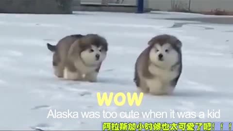 when alaska was a kid（1）