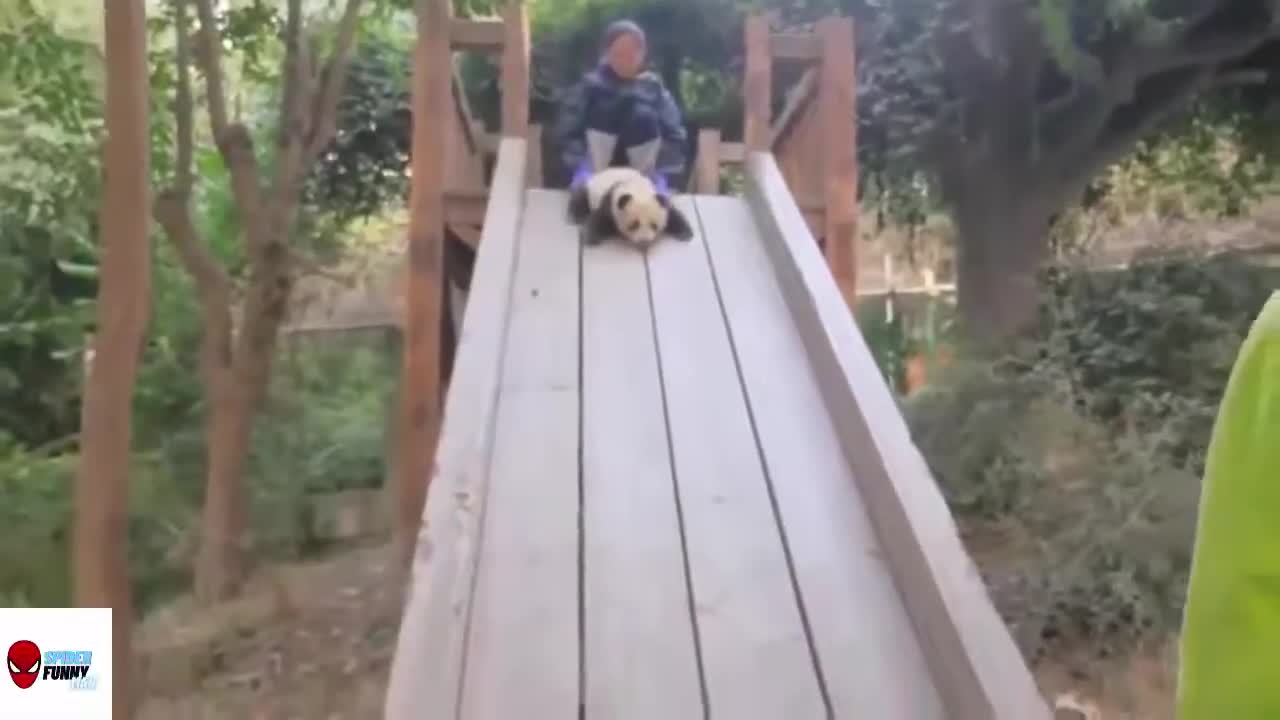 cute panda videos compilation #2 (cute and funny panda videos)