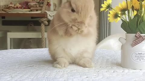 Cute rabbit