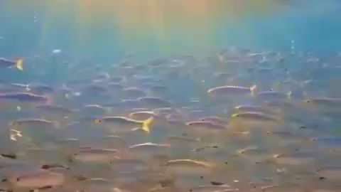 Watching swimming fish