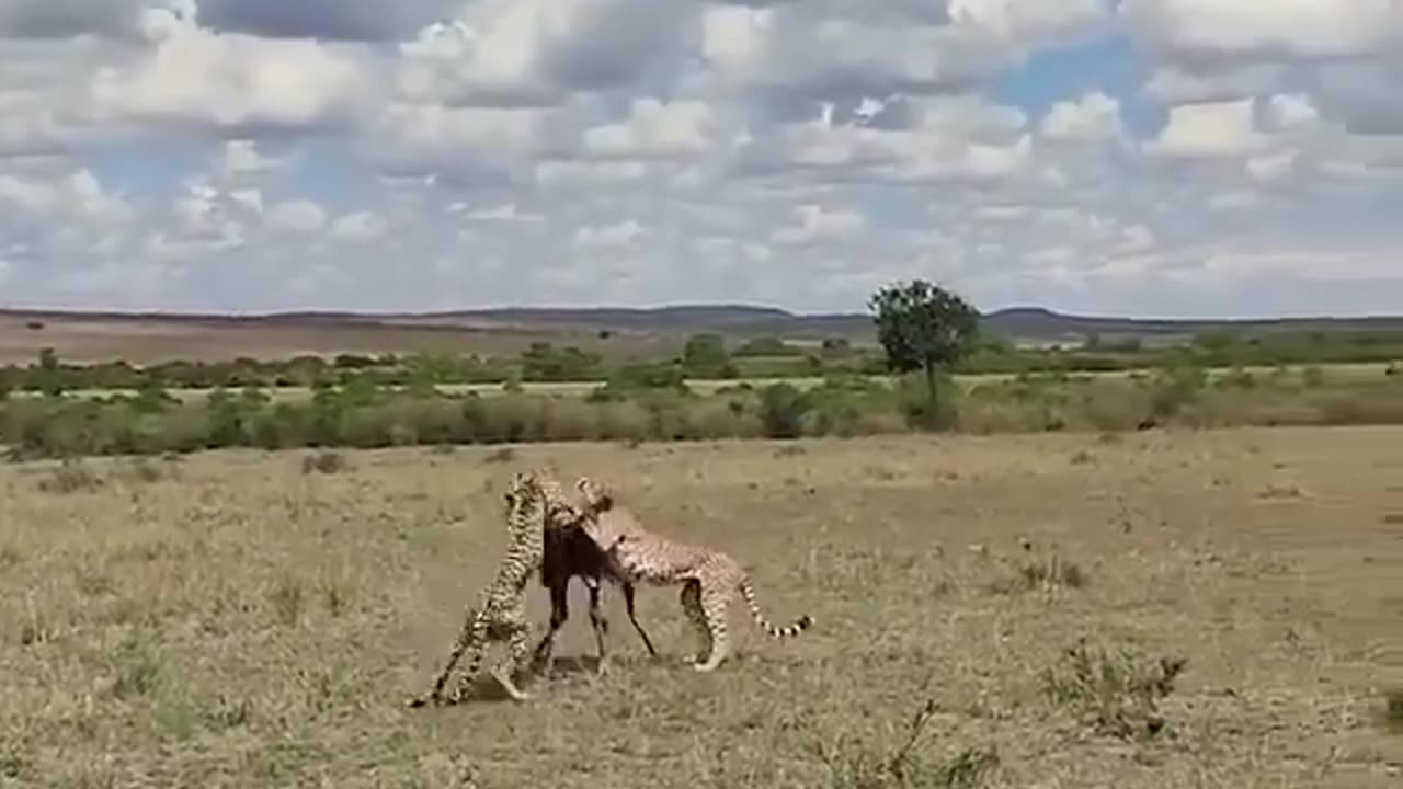 Crazy moment Antelope against the Cheetah and Hyena Predator Alliance.