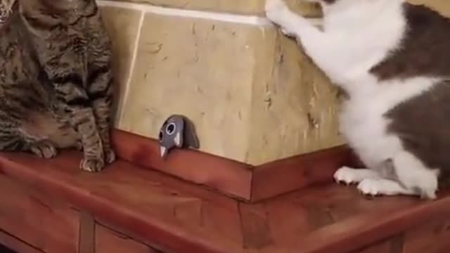 funny cat videos 2021- it's time to laugh