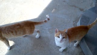 Cats meowing with happiness