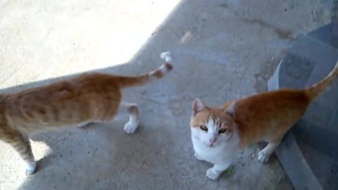 Cats meowing with happiness