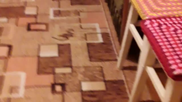 The cat runs madly after the owner!