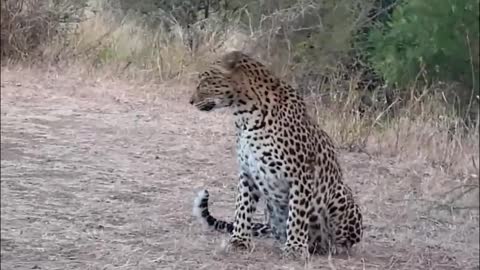 mom leopard with her baby