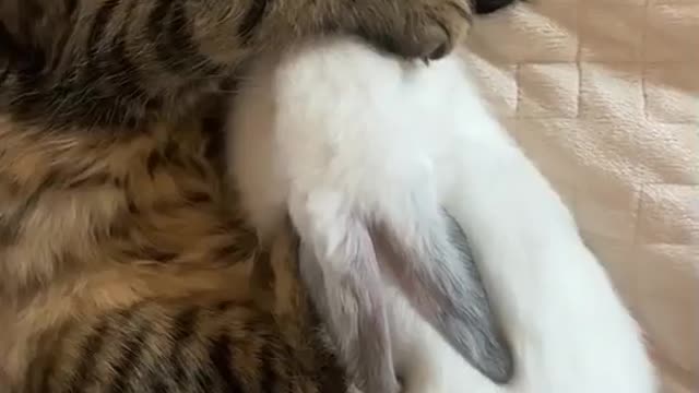 Cat likes to hug Rabbit and sleep😴😍