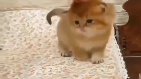 Cute cats ☺️
