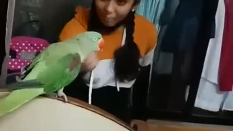 Amazing Talking parrots