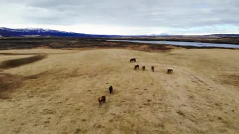 wiled horses in the fields