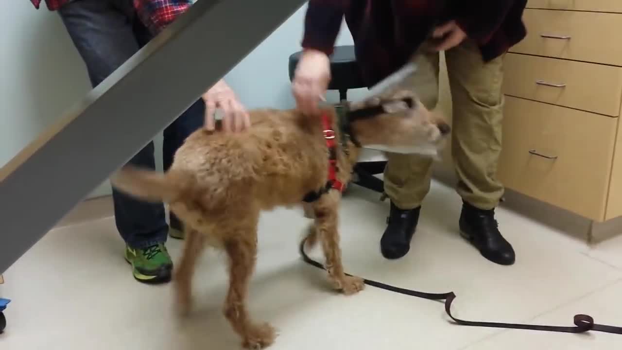 Formerly blind dog Duffy seeing the family after surgery