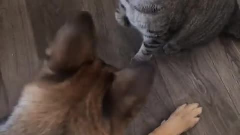 Dog cat😂 funny moment fighting #fighting