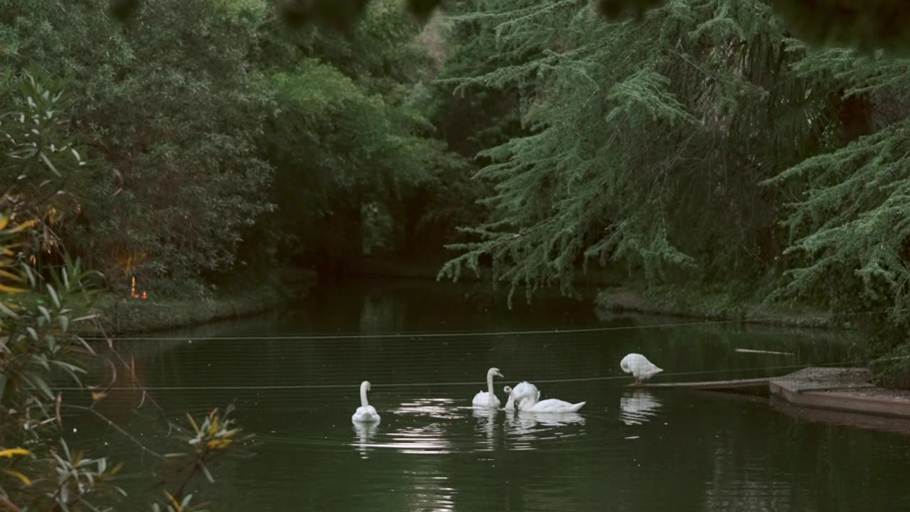 Extreme Long Shot of Swans in a Pond