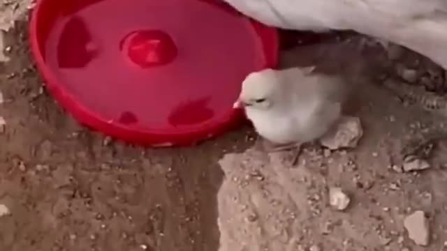 FUNNY ANIMALS VIDEOS TRY NOT TO LAUGH 🤣 | FUNNY CATS | FUNNY DOGS |