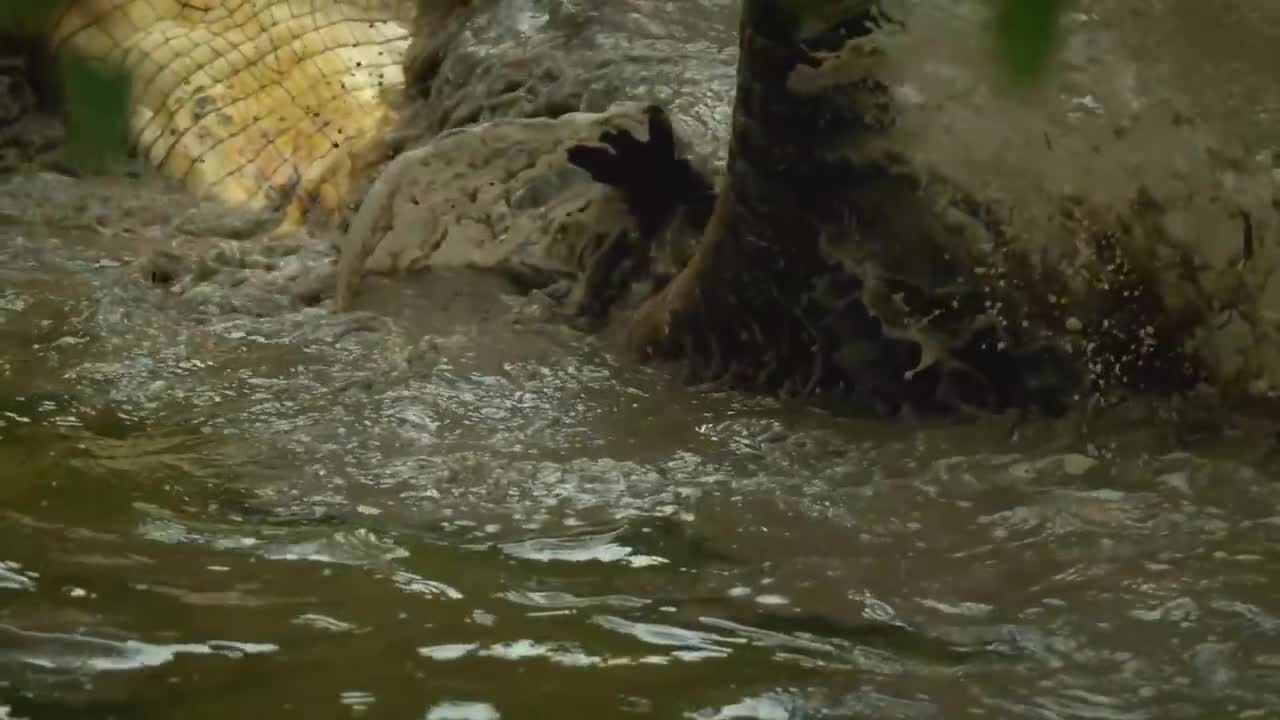 Moments When Big Cats Face the Crocodile