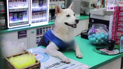 Dog salesman at the convenience store