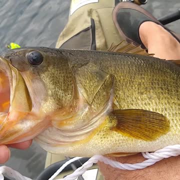 Fishing for largemouth bass