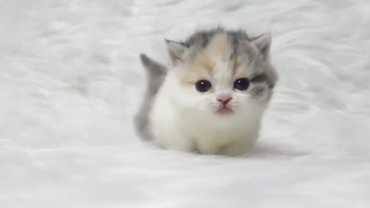 Here's a super cute kitty