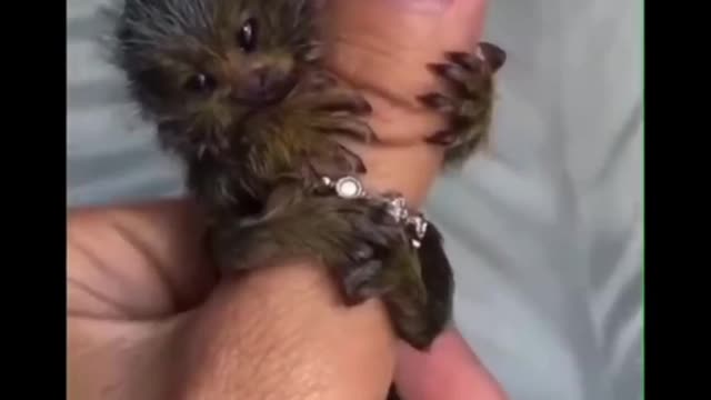 Awww cute baby animal