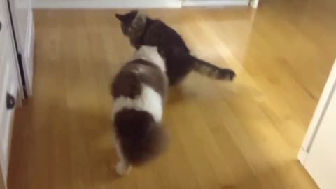 video funny cat and dog part #1