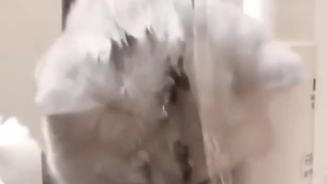 Funny cat