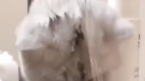 Funny cat