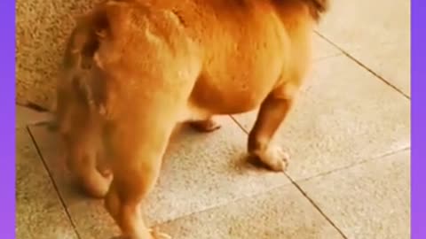 Funny video short