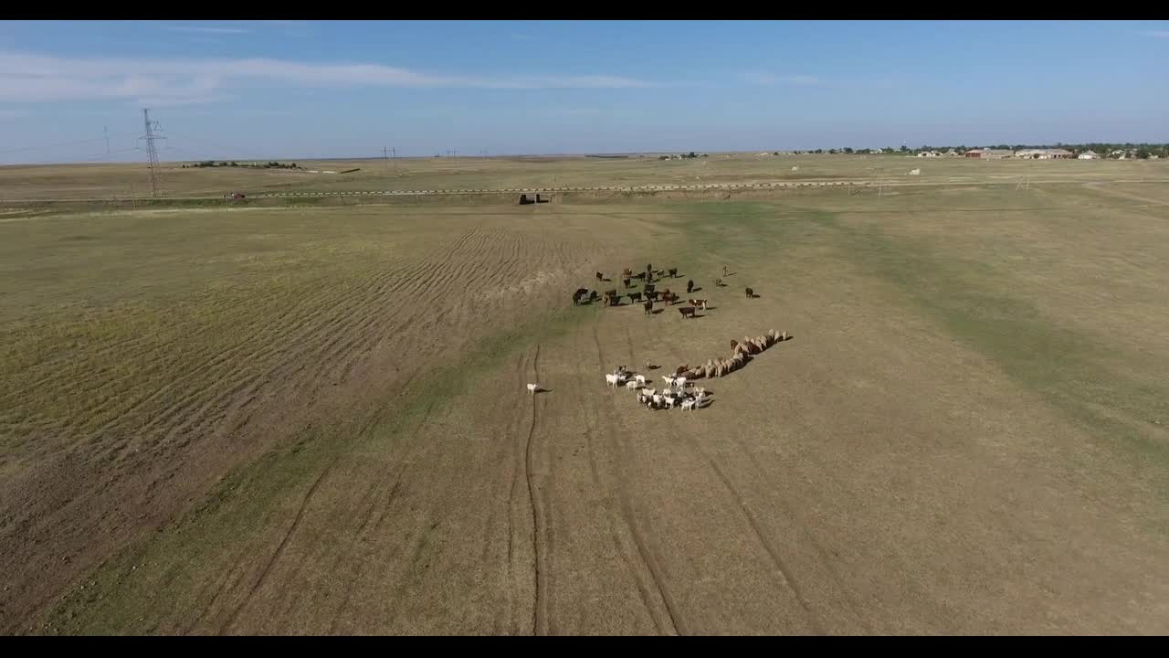 Aerial view shepherd grazes herd of cows and sheep on beautiful boundless meadow under boundless sky