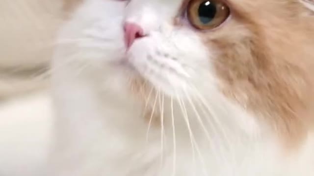 Cute Wonderful Kitten With Cute Eyes