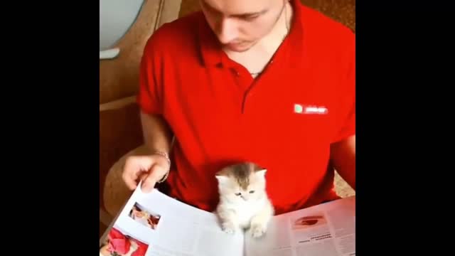 kitten reading a book