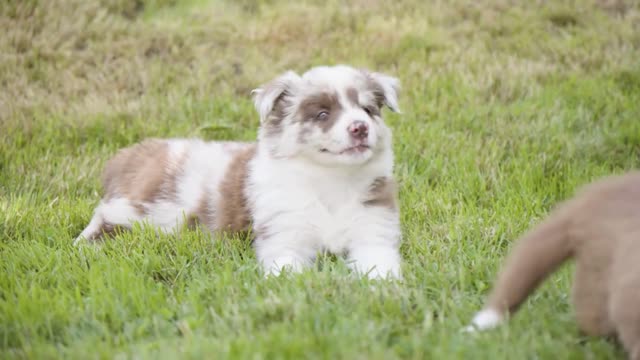 A cute little puppy lies on grass and looks around - other puppies play around it - closeup