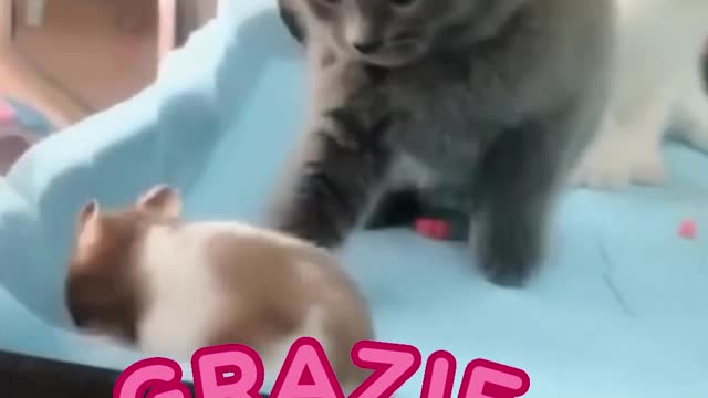 funny cats moments 2