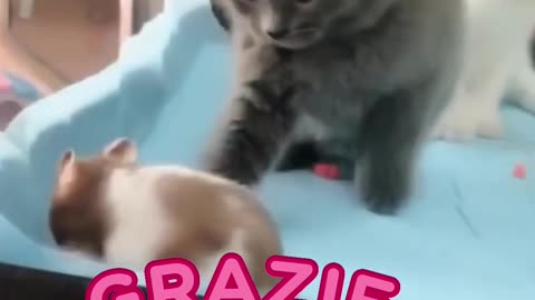 funny cats moments 2