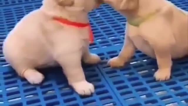 Cute baby animals Videos Compilation cutest moment of the animals - Cutest Puppies