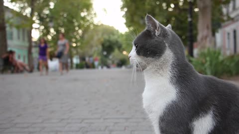 A grey cat listening around at the street