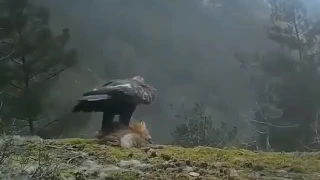 Most Spectacular EAGLES Eagle vs Wolf