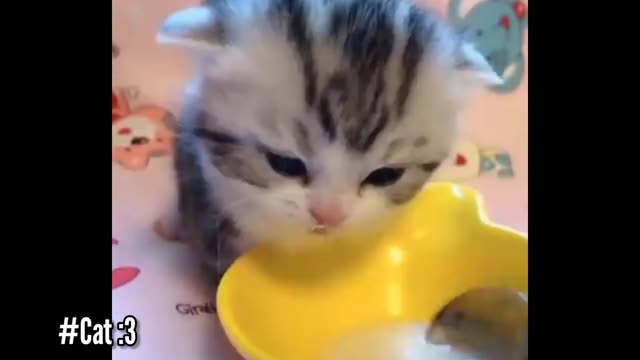 Aww Poor Kitty drinking Milk🥺