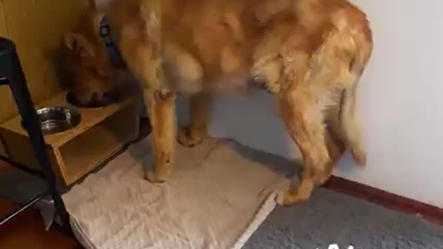 Animals teach us always how to smile. ViralSnare