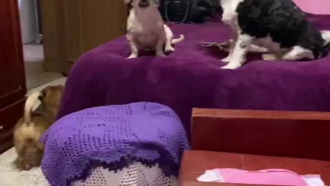 Dogs singing dog serenade