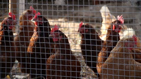 Chickens In The Chicken Coop