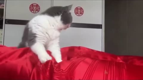 Cute and Funny Cat Videos -007